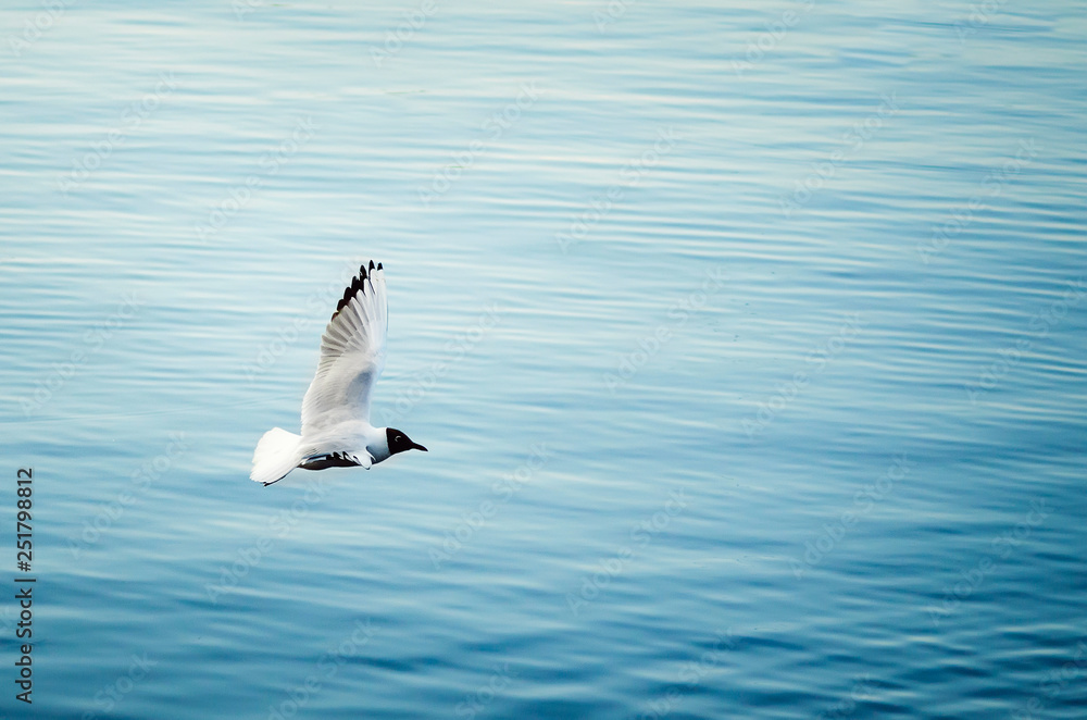 Fototapeta premium White gull fly over the water on a summer day.