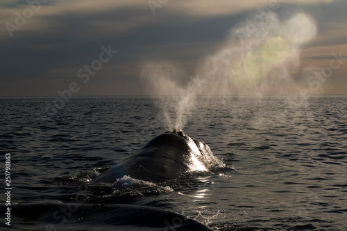 whale breathing, Peninsula Valdes, Patagonia, Argentina