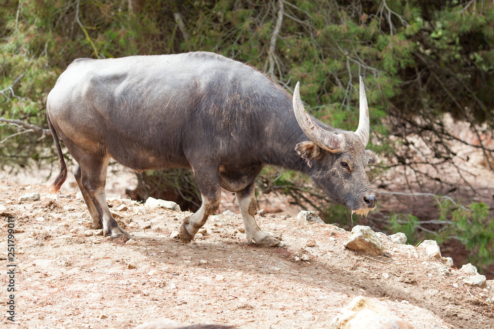 Wild buffalo with large horns in nature Wild buffalo with large horns in nature
