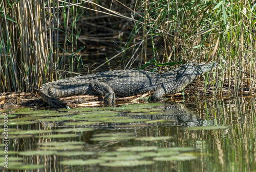 Nile Crocodryle,South Africa