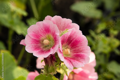  beautiful pink flower in garden