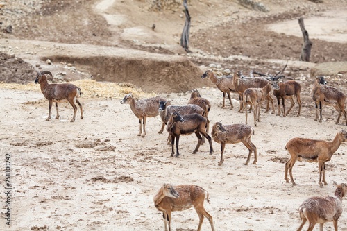 Herd of roe eats food in nature park. Spain.