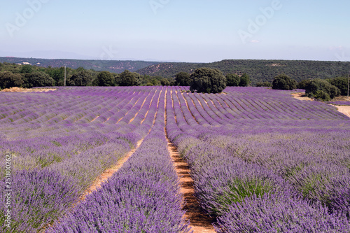 Purple lavender fields in Castilla - La Mancha, Spain