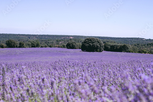Purple landscape in La Alcarria lavender fields, Spain
