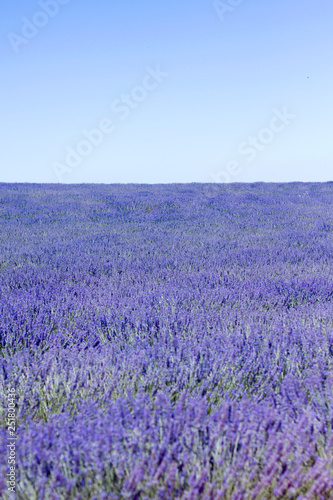 Blue and purple landscape in laveder fields