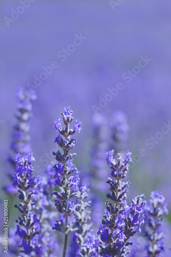 Detail of violet blue lavender flowers