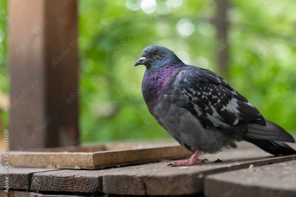 pigeon bird sitting on wooden table for feeding birds pigeon bird sitting on wooden table for feeding birds