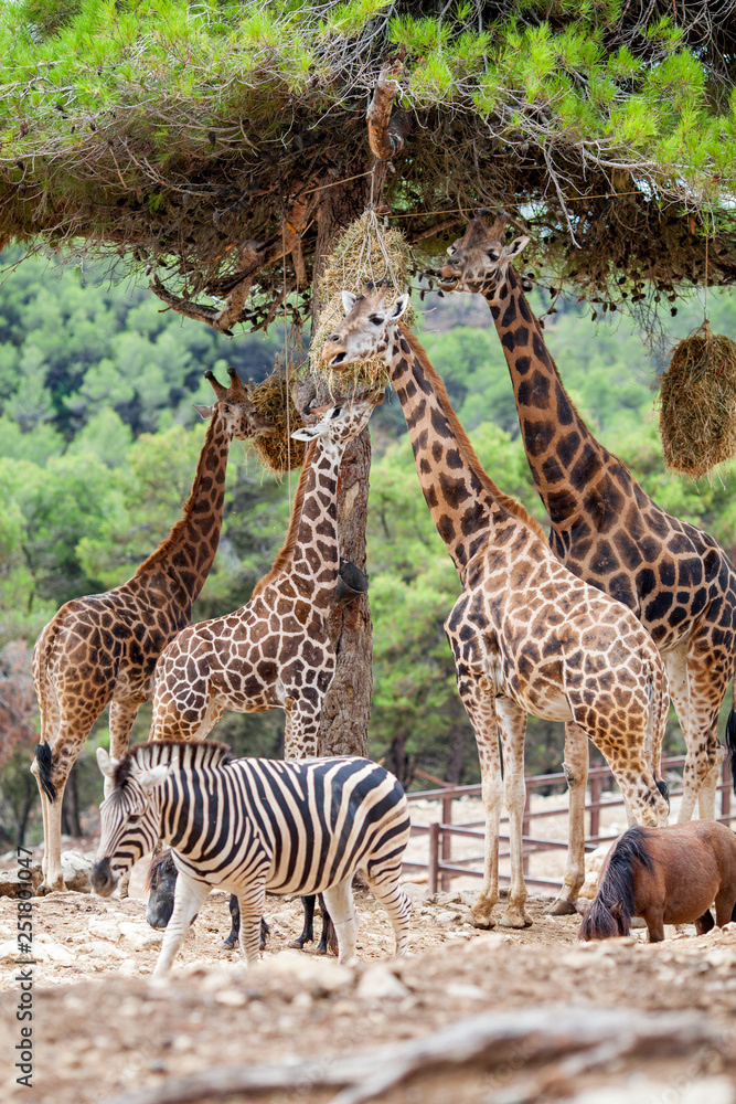 Naklejka premium Giraffe Family Herd - in nature, on the background of savanna