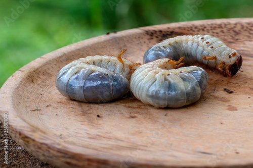 Rhynchophorus ferrugineus larvae food