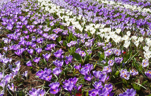 Beautiful combined flower bed of different types of crocuses in the city park. Floral spring background