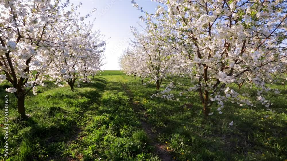 Picturesque ornamental garden with blooming cherry trees on a sunny day. Concept of the ecology. Scenic footage of spring time environment. Beauty of earth. Full HD 1080p video (High Definition). Picturesque ornamental garden with blooming cherry trees on a sunny day. Concept of the ecology. Scenic footage of spring time environment. Beauty of earth. Full HD 1080p video (High Definition).