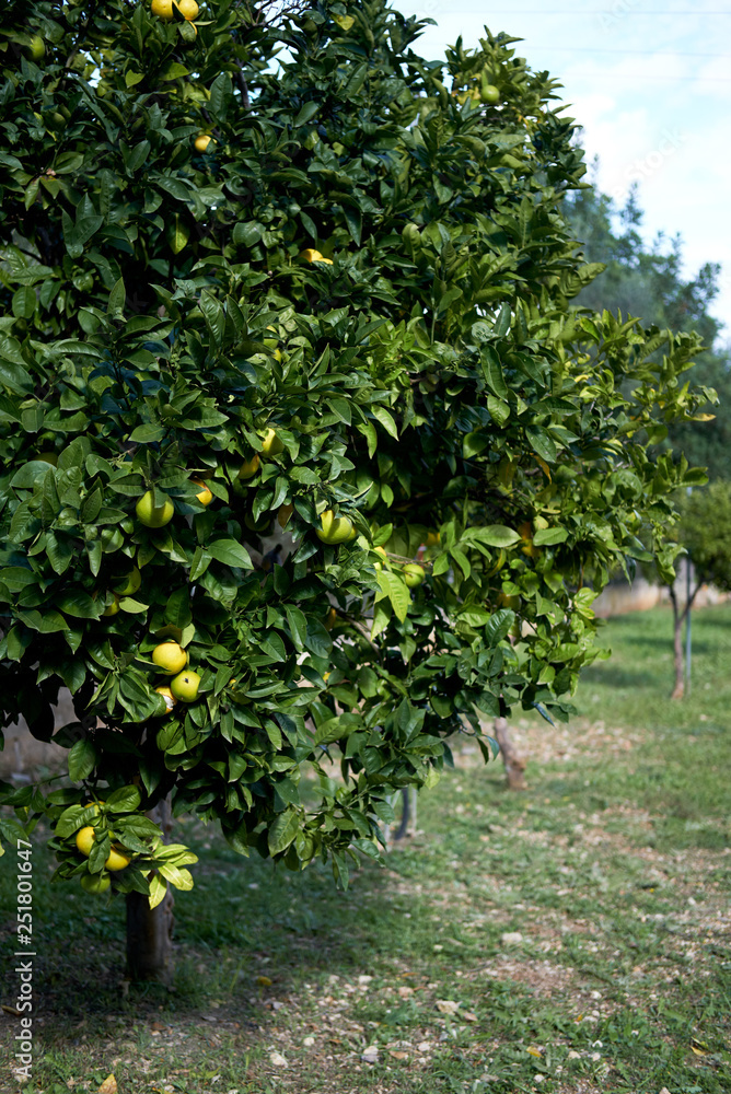 Ripe citrus fruits on blooming tree, Spain