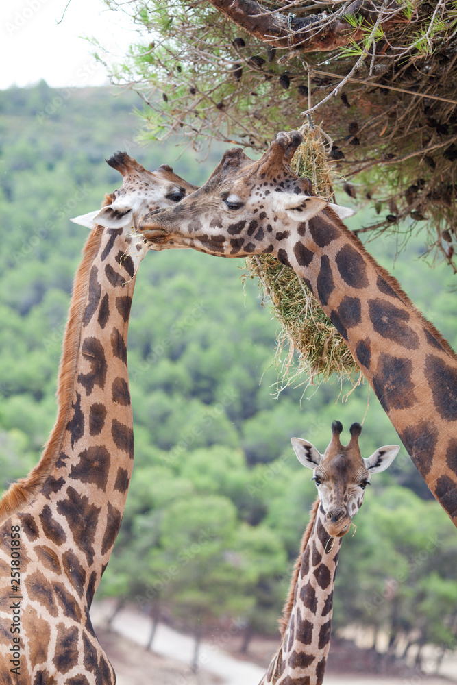 Obraz premium Giraffe Family Herd - in nature, on the background of savanna