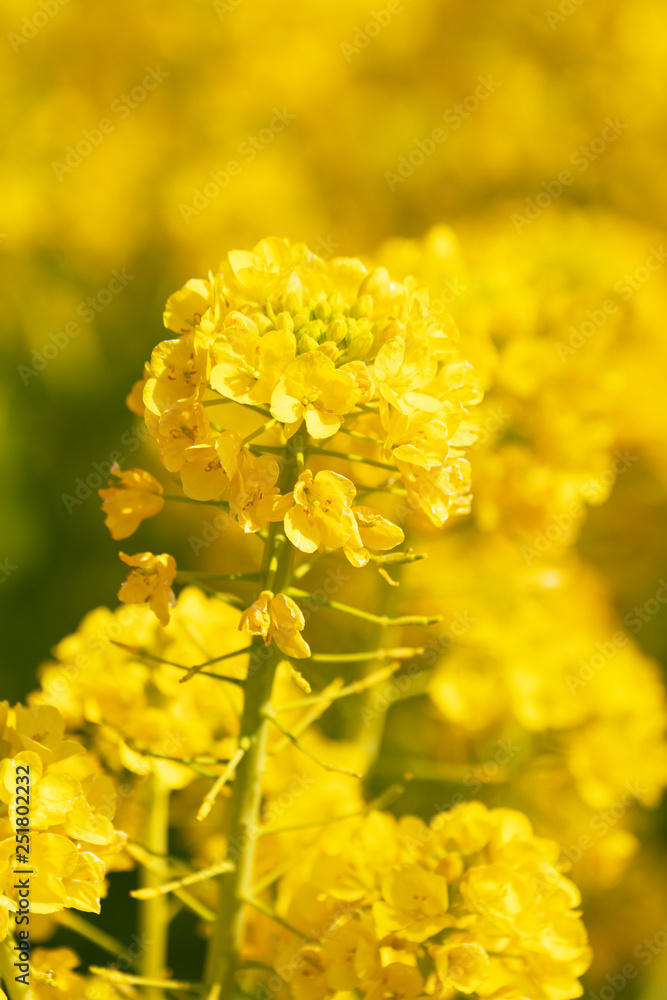 菜の花 菜の花
