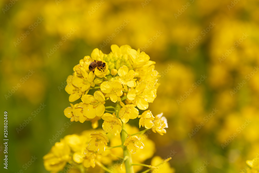 菜の花 菜の花