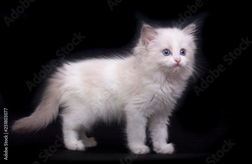 White fluffy kitten with blue eyes stands on a black background