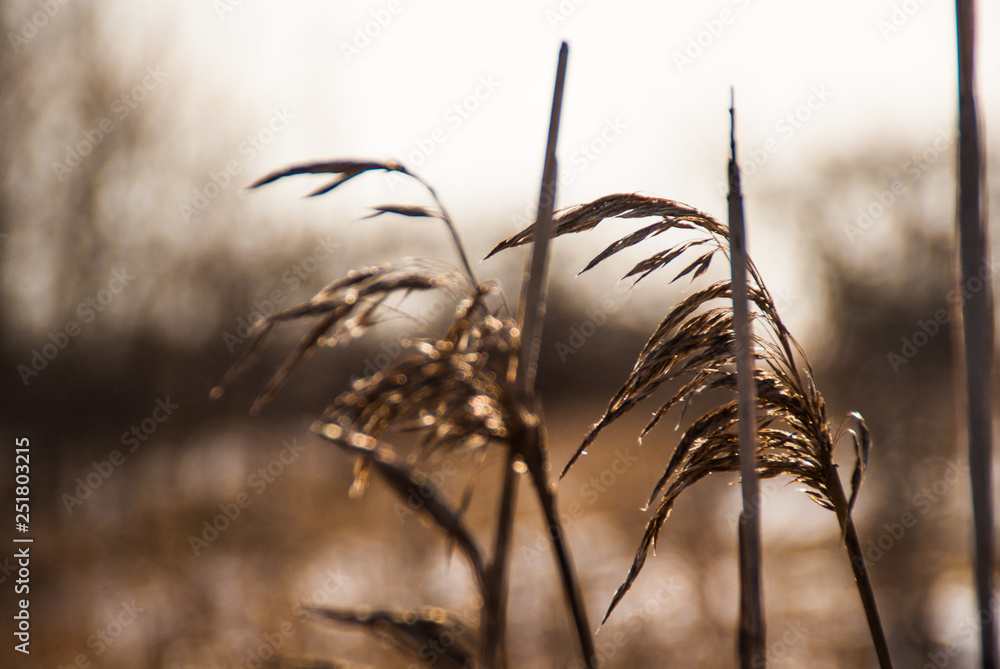 Fototapeta premium Grass with blurry background