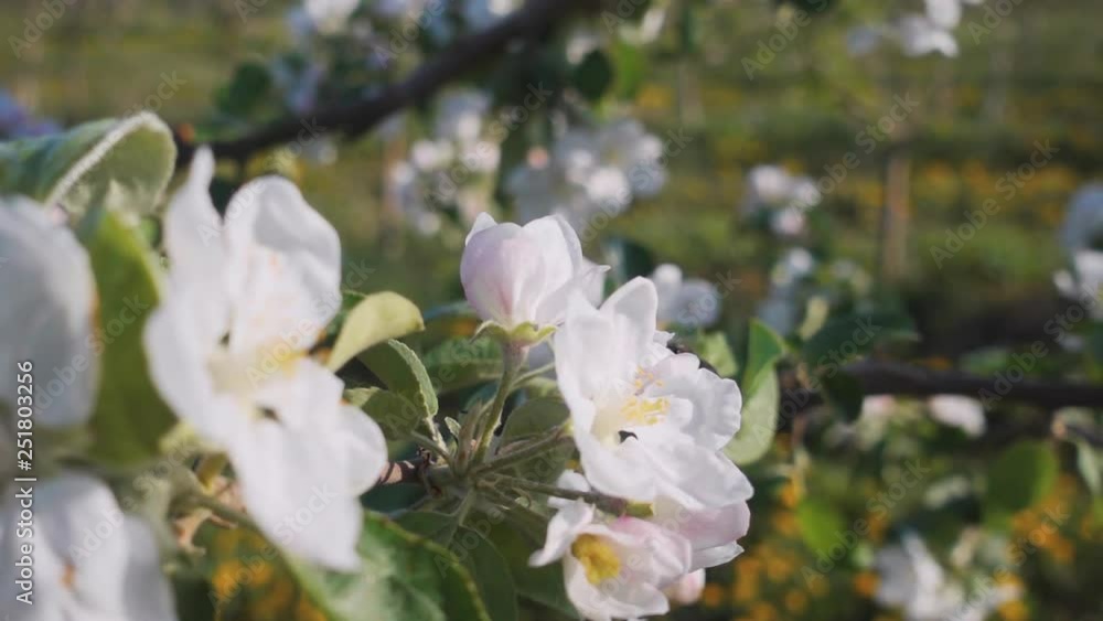 Bee gathers pollen from the apple tree. Branch of apple tree in bloom in sunshine garden. Concept of the ecology. Scenic footage of spring time environment. Beauty of earth. Slow motion video 240 fps. Bee gathers pollen from the apple tree. Branch of apple tree in bloom in sunshine garden. Concept of the ecology. Scenic footage of spring time environment. Beauty of earth. Slow motion video 240 fps.