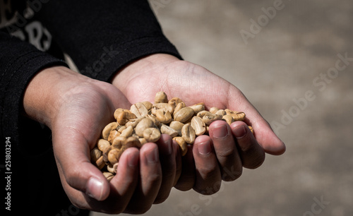 Brown unroasted coffee beans on hand