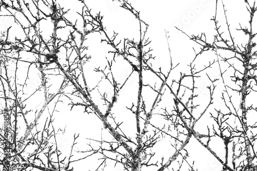 Branches in springtime