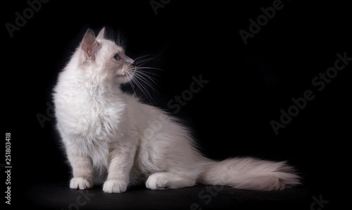 A white cat with blue eyes sits on a black background. Ragdoll