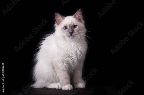A white cat with blue eyes sits on a black background. Ragdoll