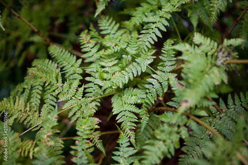 Green fern leaf, close up