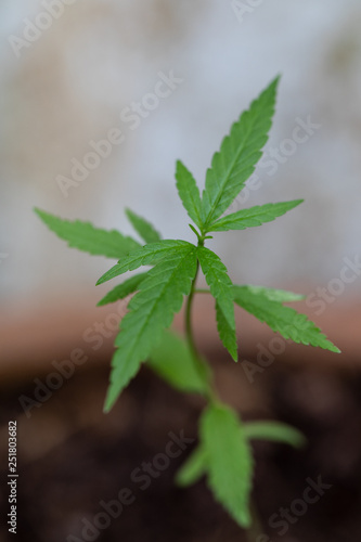 Backgrounds of Cannabis trees are growing on the ground  Used to study the treatment of diseases.
