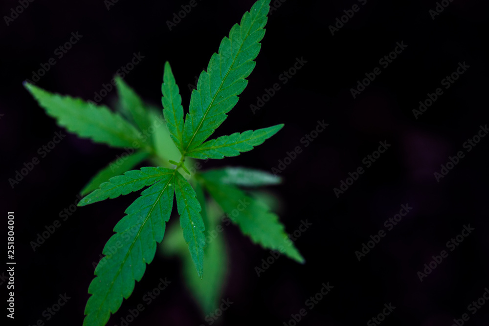 Backgrounds of Cannabis trees are growing on the ground, Used to study the treatment of diseases. Backgrounds of Cannabis trees are growing on the ground, Used to study the treatment of diseases.