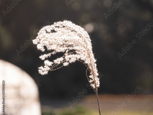 Japnaese pampas grass - Miscanthus sinensis - is in rural area of Saga prefecture, JAPAN. photo