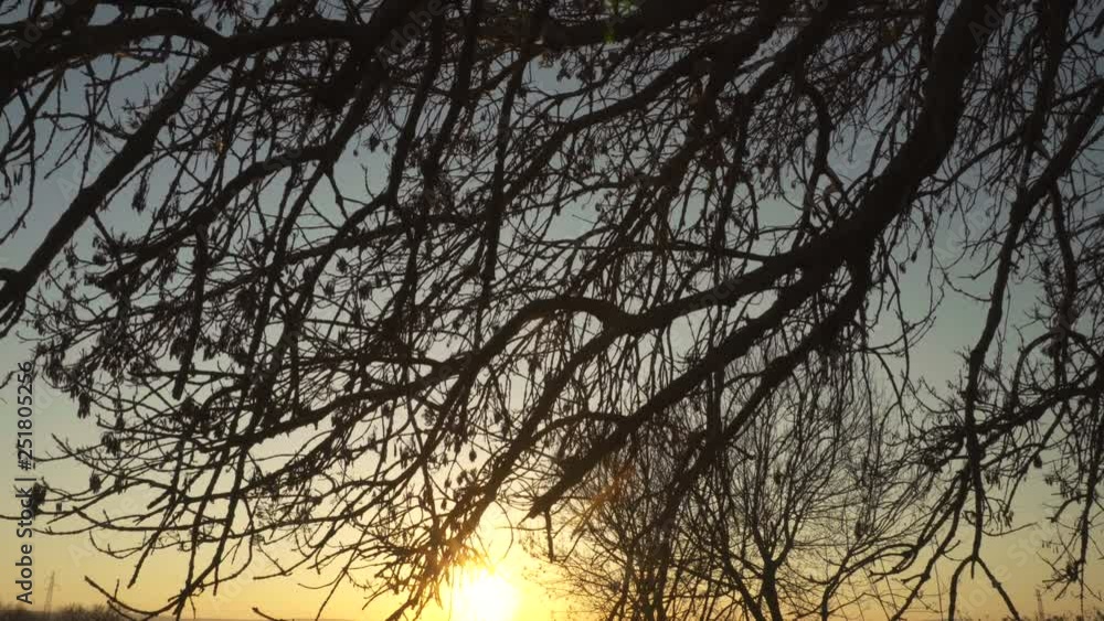 Landscape, tree, sun through branches, spiritual, meditation. Motion camera trac Landscape, tree, sun through branches, spiritual, meditation. Motion camera trac