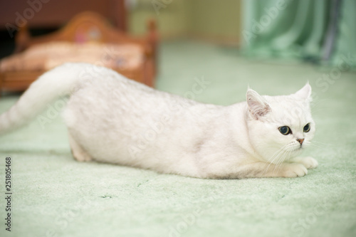 Canvas Print beautiful young cat breed Scottish chinchilla straight