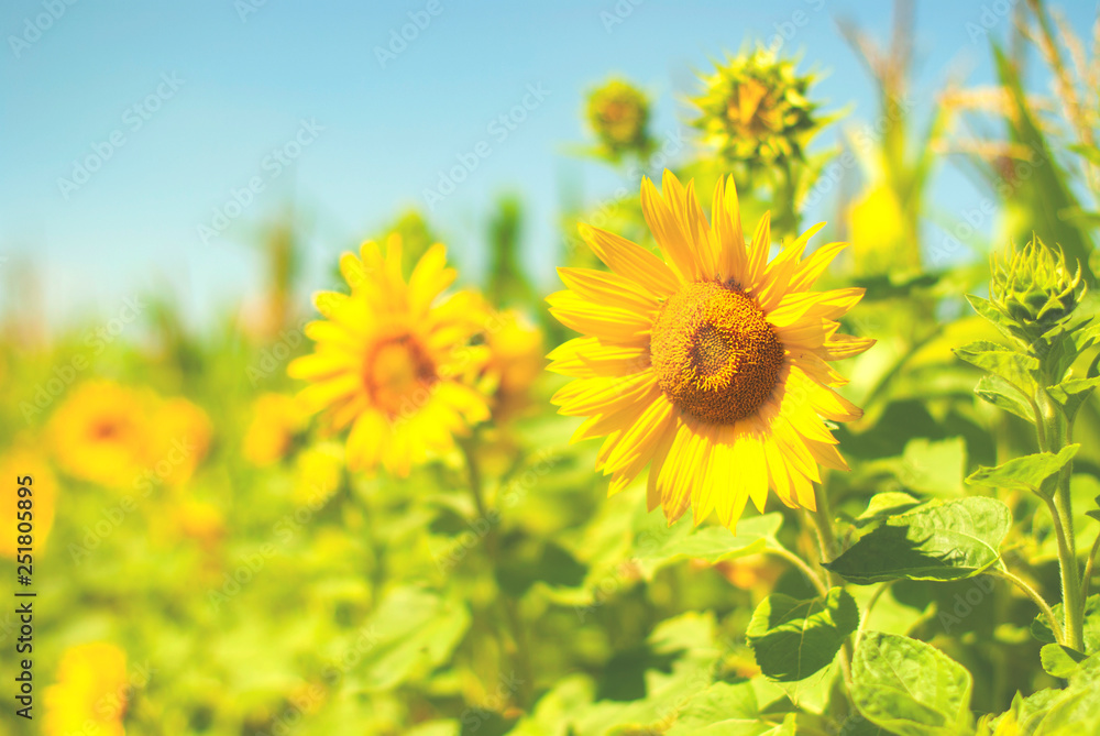 Field of sunflowers . Close up of sunflower against a field in Europe Field of sunflowers . Close up of sunflower against a field in Europe