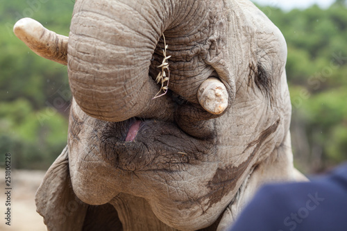 Elephant puts food in his mouth, close-up