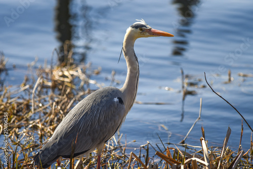 Reiher_04