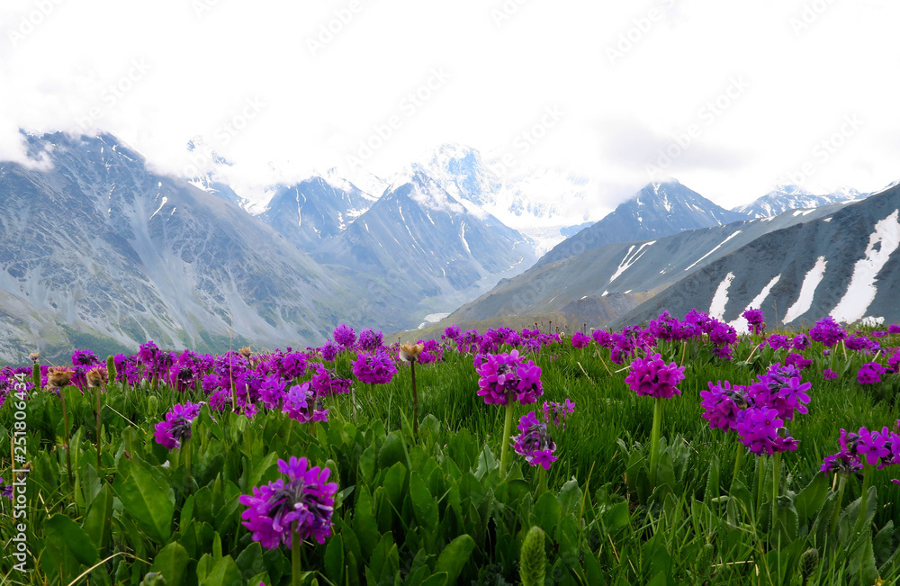 Fototapeta premium Altai Mountains landscape with purple flowers meadow view