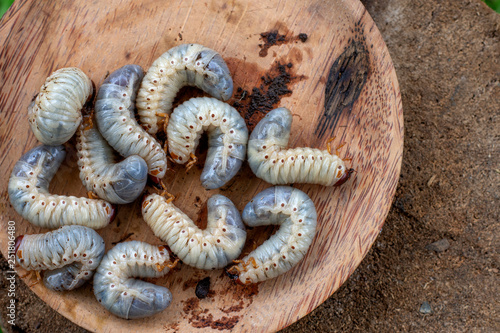 Rhynchophorus ferrugineus larvae food