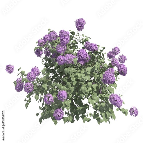 Canvas Print Bush 3d illustration isolated on the white background