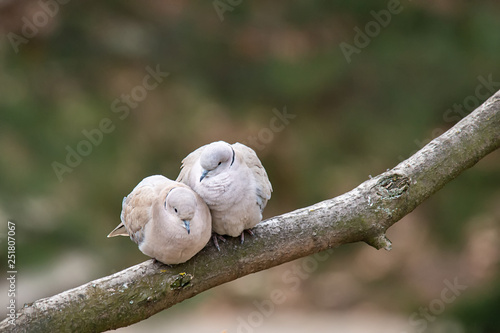 Фотография Lovely turtledove. Love birds on the tree.