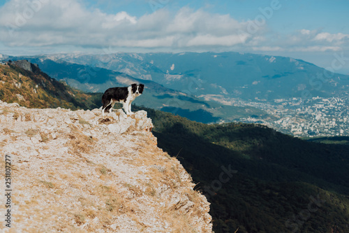 young Border Collie dog with a black and white collar looking out across the mountains with sunny sky and green on background. space for text