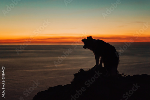 Fototapeta Naklejka Na Ścianę i Meble -  beautiful dog border collie sits on the edge of a cliff near the blue sea during an incredible sunset . silhouette. space for text