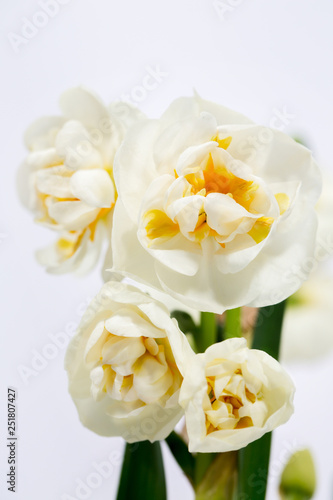 flower daffodils, close-up