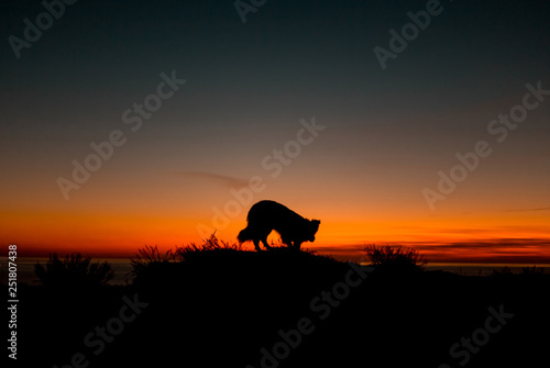 beautiful dog border collie sits on the edge of a cliff near the blue sea during an incredible sunset . silhouette. space for text © Kseniya