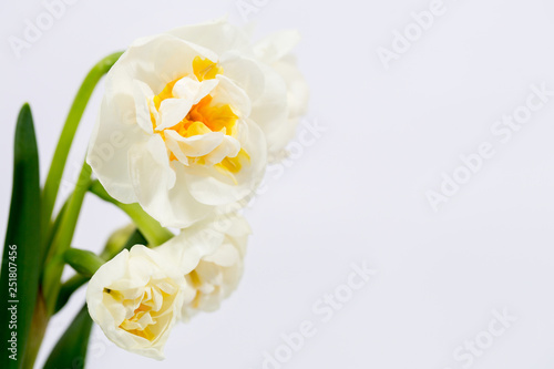 Small cream daffodils, close-up