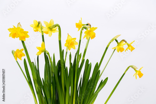 small border daffodils