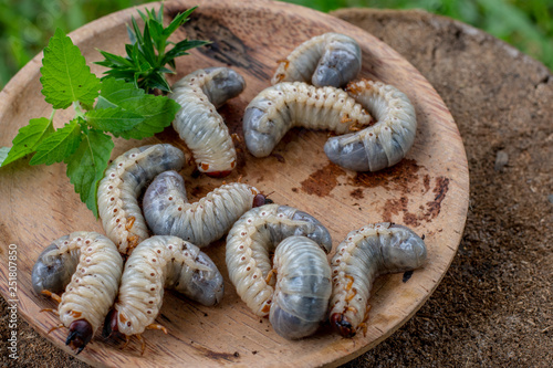 Rhynchophorus ferrugineus larvae food