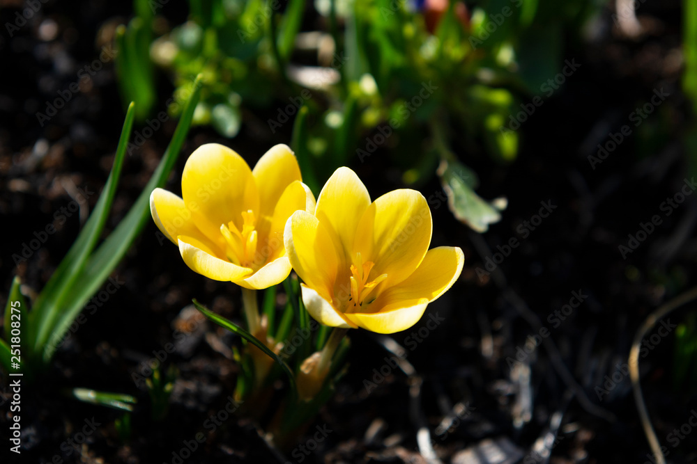 Obraz premium Two small yellow crocuses caught in sunlight