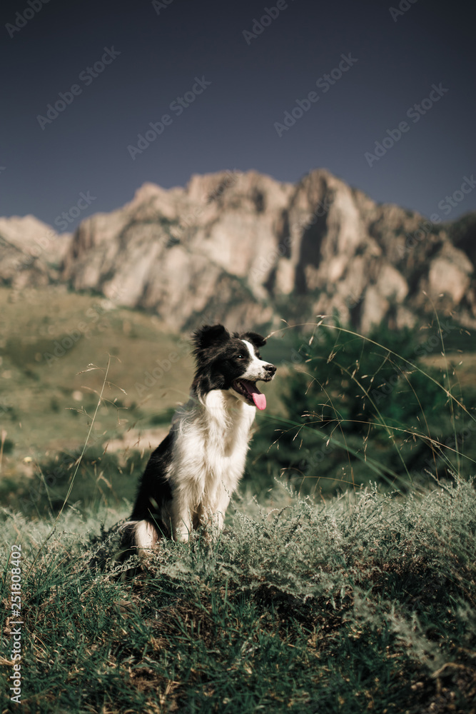 beautiful black and white dog border collie sit on a field with flowers and look in camera. in the background mountains