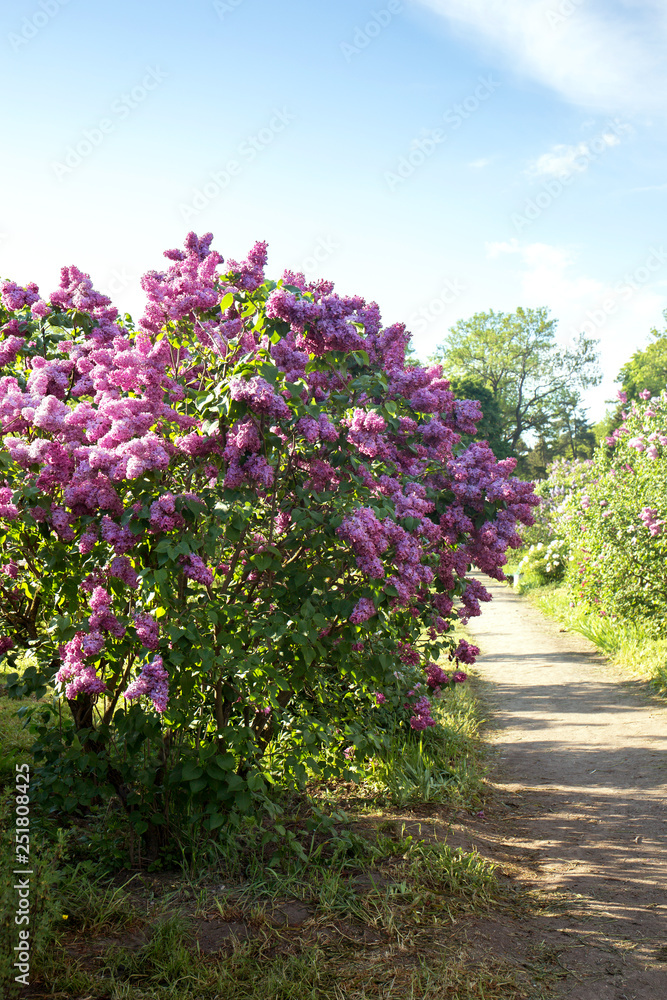 Lilac garden with old lilac bushes