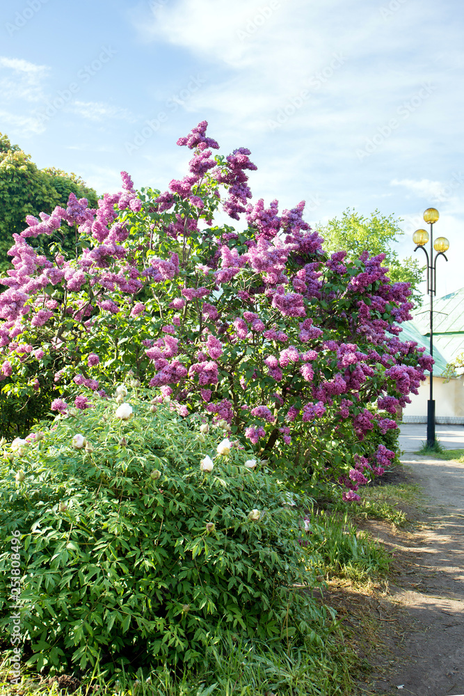 Lilac bush and tree peony
